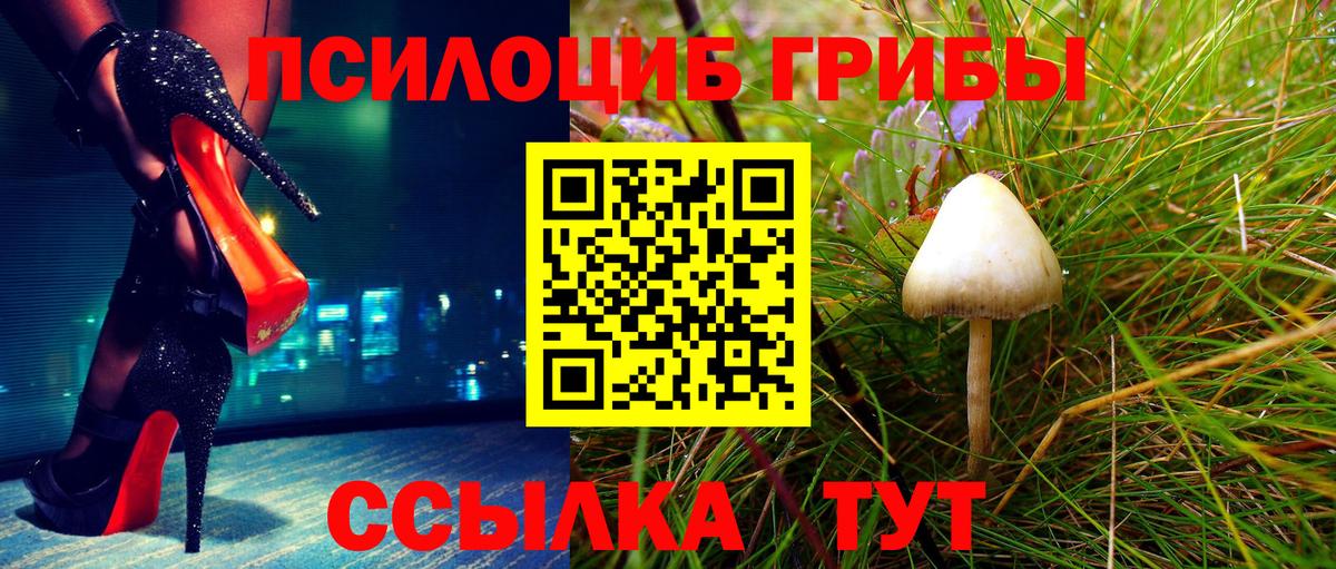 Псилоцибиновые грибы Psilocybe Ногинск